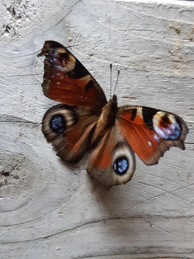 Wol Thus Villa Paesens Eksteriør bilde